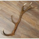 Cuerno de ciervo rojo de 14 puntas, peso 1,45 kg, longitud 70 cm. Cuerno desprendido de ciervo 71.1.192