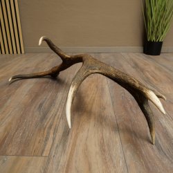 Cuerno de ciervo rojo de 14 puntas, peso 1,45 kg, longitud 70 cm. Cuerno desprendido de ciervo 71.1.192