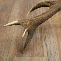 Cuerno de ciervo rojo de 14 puntas, peso 1,45 kg, longitud 70 cm. Cuerno desprendido de ciervo 71.1.192