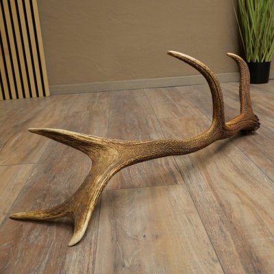 Cuerno de ciervo rojo de 14 puntas, peso 1,45 kg, longitud 70 cm. Cuerno desprendido de ciervo 71.1.192