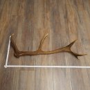 Cuerno de ciervo rojo de 14 puntas, peso 1,45 kg, longitud 70 cm. Cuerno desprendido de ciervo 71.1.192