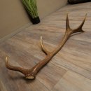 Cuerno de ciervo rojo de 14 puntas, peso 1,45 kg, longitud 70 cm. Cuerno desprendido de ciervo 71.1.192