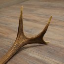 Cuerno de ciervo rojo de 14 puntas, peso 1,45 kg, longitud 70 cm. Cuerno desprendido de ciervo 71.1.192