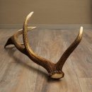 Cuerno de ciervo rojo de 14 puntas, peso 1,45 kg, longitud 70 cm. Cuerno desprendido de ciervo 71.1.192