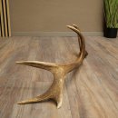 Cuerno de ciervo rojo de 14 puntas, peso 1,45 kg, longitud 70 cm. Cuerno desprendido de ciervo 71.1.192