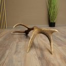 Cuerno de ciervo rojo de 14 puntas, peso 1,45 kg, longitud 70 cm. Cuerno desprendido de ciervo 71.1.192