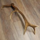 Cuerno de ciervo rojo de 14 puntas, peso 1,45 kg, longitud 70 cm. Cuerno desprendido de ciervo 71.1.192