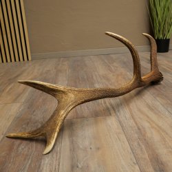 Cuerno de ciervo rojo de 14 puntas, peso 1,45 kg, longitud 70 cm. Cuerno desprendido de ciervo 71.1.192