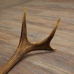 Cuerno de ciervo rojo de 14 puntas, peso 1,45 kg, longitud 70 cm. Cuerno desprendido de ciervo 71.1.192