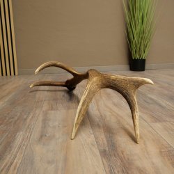 Cuerno de ciervo rojo de 14 puntas, peso 1,45 kg, longitud 70 cm. Cuerno desprendido de ciervo 71.1.192