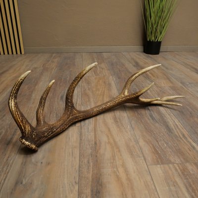 Cuerno de ciervo rojo de 14 puntas, peso 1,45 kg, longitud 70 cm. Cuerno desprendido de ciervo 71.1.192