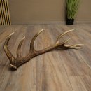 Cuerno de ciervo rojo de 14 puntas, peso 1,45 kg, longitud 70 cm. Cuerno desprendido de ciervo 71.1.192