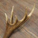 Cuerno de ciervo rojo de 14 puntas, peso 1,45 kg, longitud 70 cm. Cuerno desprendido de ciervo 71.1.192