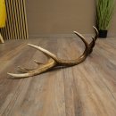 Cuerno de ciervo rojo de 14 puntas, peso 1,45 kg, longitud 70 cm. Cuerno desprendido de ciervo 71.1.192