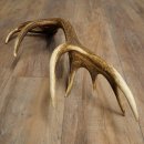 Cuerno de ciervo rojo de 14 puntas, peso 1,45 kg, longitud 70 cm. Cuerno desprendido de ciervo 71.1.192