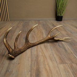 Cuerno de ciervo rojo de 14 puntas, peso 1,45 kg, longitud 70 cm. Cuerno desprendido de ciervo 71.1.192