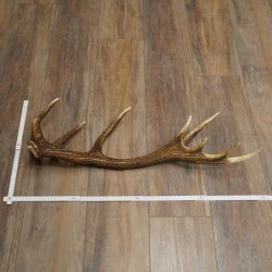 Cuerno de ciervo rojo de 14 puntas, peso 1,45 kg, longitud 70 cm. Cuerno desprendido de ciervo 71.1.192