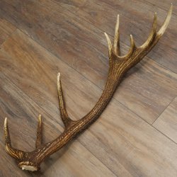Cuerno de ciervo rojo de 14 puntas, peso 1,45 kg, longitud 70 cm. Cuerno desprendido de ciervo 71.1.192