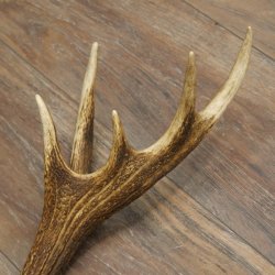 Cuerno de ciervo rojo de 14 puntas, peso 1,45 kg, longitud 70 cm. Cuerno desprendido de ciervo 71.1.192