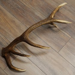 Cuerno de ciervo rojo de 14 puntas, peso 1,45 kg, longitud 70 cm. Cuerno desprendido de ciervo 71.1.192