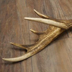 Cuerno de ciervo rojo de 14 puntas, peso 1,45 kg, longitud 70 cm. Cuerno desprendido de ciervo 71.1.192