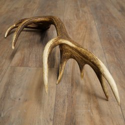 Cuerno de ciervo rojo de 14 puntas, peso 1,45 kg, longitud 70 cm. Cuerno desprendido de ciervo 71.1.192