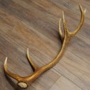 Porte-bois de cerf rouge, 14 branches, poids 1,45 kg, longueur 70 cm, bois de cerf tombé, 71.1.192