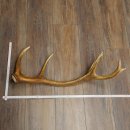 Porte-bois de cerf rouge, 14 branches, poids 1,45 kg, longueur 70 cm, bois de cerf tombé, 71.1.192