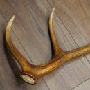 Porte-bois de cerf rouge, 14 branches, poids 1,45 kg, longueur 70 cm, bois de cerf tombé, 71.1.192