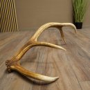 Porte-bois de cerf rouge, 14 branches, poids 1,45 kg, longueur 70 cm, bois de cerf tombé, 71.1.192