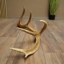 Porte-bois de cerf rouge, 14 branches, poids 1,45 kg, longueur 70 cm, bois de cerf tombé, 71.1.192