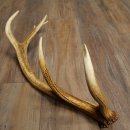 Porte-bois de cerf rouge, 14 branches, poids 1,45 kg, longueur 70 cm, bois de cerf tombé, 71.1.192