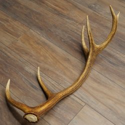 Porte-bois de cerf rouge, 14 branches, poids 1,45 kg, longueur 70 cm, bois de cerf tombé, 71.1.192