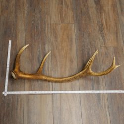 Porte-bois de cerf rouge, 14 branches, poids 1,45 kg, longueur 70 cm, bois de cerf tombé, 71.1.192