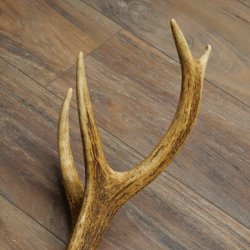 Porte-bois de cerf rouge, 14 branches, poids 1,45 kg, longueur 70 cm, bois de cerf tombé, 71.1.192