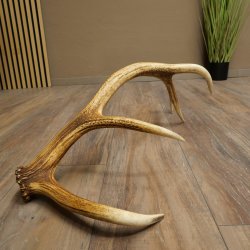 Porte-bois de cerf rouge, 14 branches, poids 1,45 kg, longueur 70 cm, bois de cerf tombé, 71.1.192