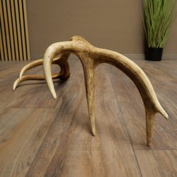 Porte-bois de cerf rouge, 14 branches, poids 1,45 kg, longueur 70 cm, bois de cerf tombé, 71.1.192