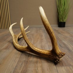 Porte-bois de cerf rouge, 14 branches, poids 1,45 kg, longueur 70 cm, bois de cerf tombé, 71.1.192