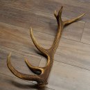 Porte-bois de cerf rouge, 14 branches, poids 1,45 kg, longueur 70 cm, bois de cerf tombé, 71.1.192