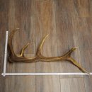 Porte-bois de cerf rouge, 14 branches, poids 1,45 kg, longueur 70 cm, bois de cerf tombé, 71.1.192