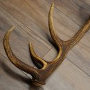 Porte-bois de cerf rouge, 14 branches, poids 1,45 kg, longueur 70 cm, bois de cerf tombé, 71.1.192