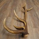 Porte-bois de cerf rouge, 14 branches, poids 1,45 kg, longueur 70 cm, bois de cerf tombé, 71.1.192