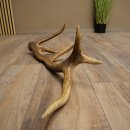 Porte-bois de cerf rouge, 14 branches, poids 1,45 kg, longueur 70 cm, bois de cerf tombé, 71.1.192