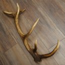 Porte-bois de cerf rouge, 14 branches, poids 1,45 kg, longueur 70 cm, bois de cerf tombé, 71.1.192