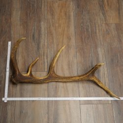 Porte-bois de cerf rouge, 14 branches, poids 1,45 kg, longueur 70 cm, bois de cerf tombé, 71.1.192