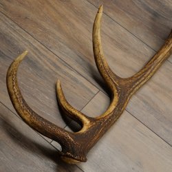 Porte-bois de cerf rouge, 14 branches, poids 1,45 kg, longueur 70 cm, bois de cerf tombé, 71.1.192