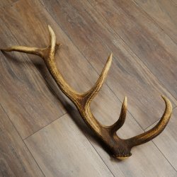 Porte-bois de cerf rouge, 14 branches, poids 1,45 kg, longueur 70 cm, bois de cerf tombé, 71.1.192