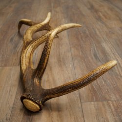 Porte-bois de cerf rouge, 14 branches, poids 1,45 kg, longueur 70 cm, bois de cerf tombé, 71.1.192