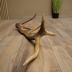 Porte-bois de cerf rouge, 14 branches, poids 1,45 kg, longueur 70 cm, bois de cerf tombé, 71.1.192