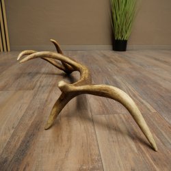 Porte-bois de cerf rouge, 14 branches, poids 1,45 kg, longueur 70 cm, bois de cerf tombé, 71.1.192